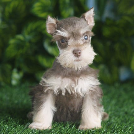 Mini Schnauzer puppy named Betty