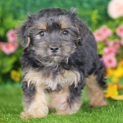 Morkie F1B puppy named Diesel
