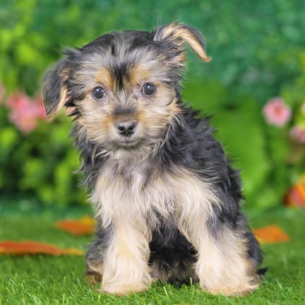 Morkie F1B puppy named Kamila
