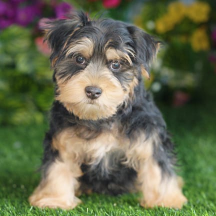Morkie F1B puppy named Henry