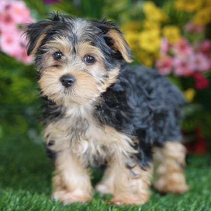 Morkie F1B puppy named Bertha