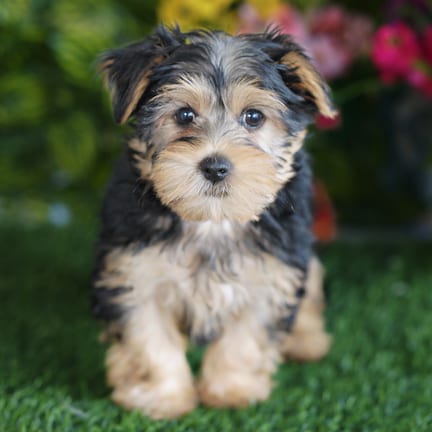 Morkie F1B puppy named Bertha