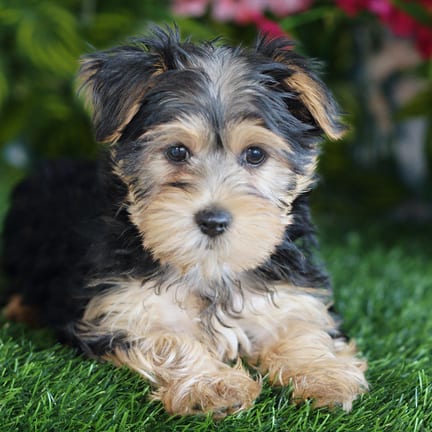 Morkie F1B puppy named Bertha