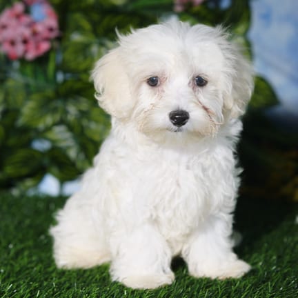 Morkie F1B puppy named Grogu