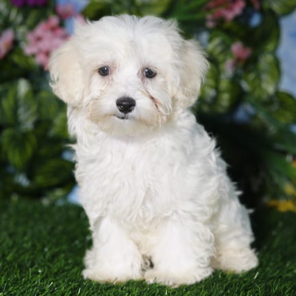 Morkie F1B puppy named Grogu