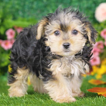 Morkie F1B puppy named Bingo