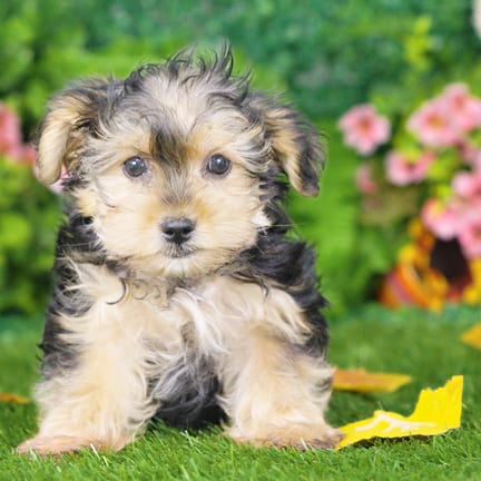 Morkie F1B puppy named Bingo