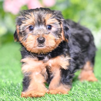 Morkie F1B puppy named Button