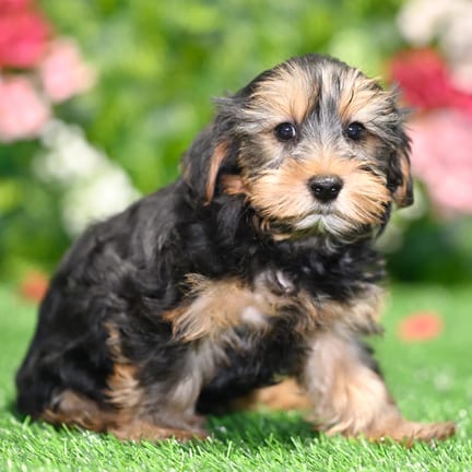 Morkie F1B puppy named Ernest