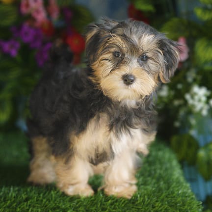 Morkie F1B puppy named Utah