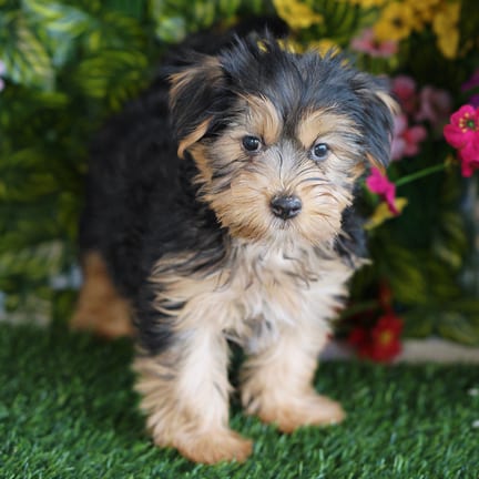 Morkie F1B puppy named Emmy