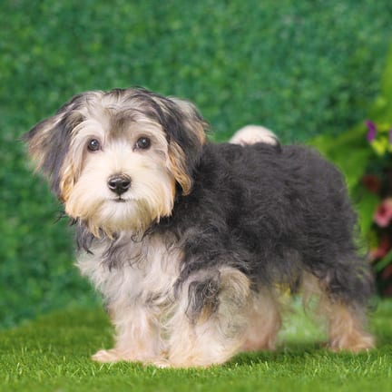 Morkie F1B puppy named Briar