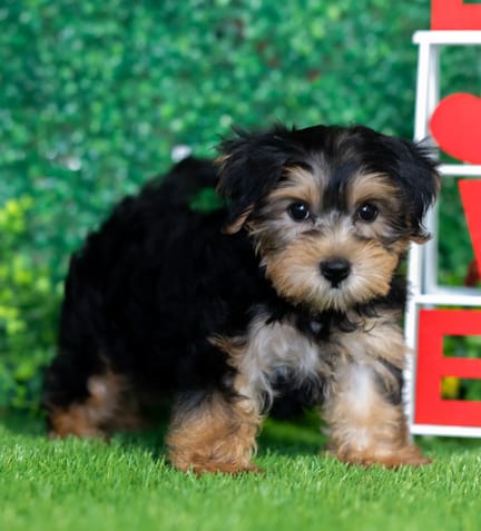Morkie F1B puppy named Briar