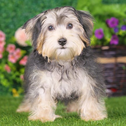 Morkie F1B puppy named Briar
