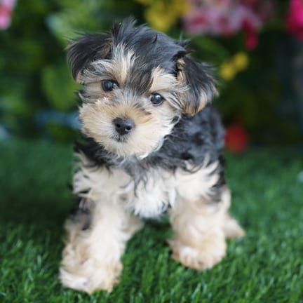 Morkie F1B puppy named Twiggy