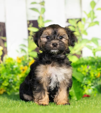 Morkie puppy named Scout