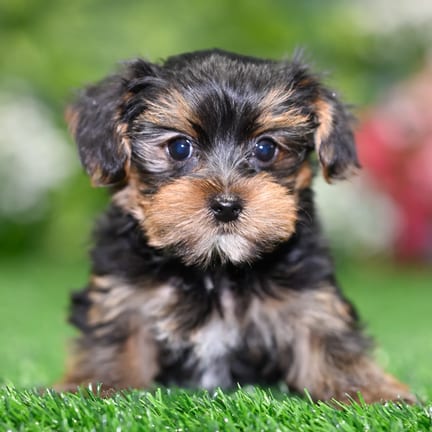 Morkie puppy named Odin