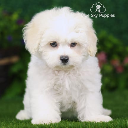 Peekapoo puppy named Sadie