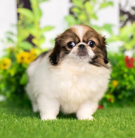 Pekingese puppy named Aurora