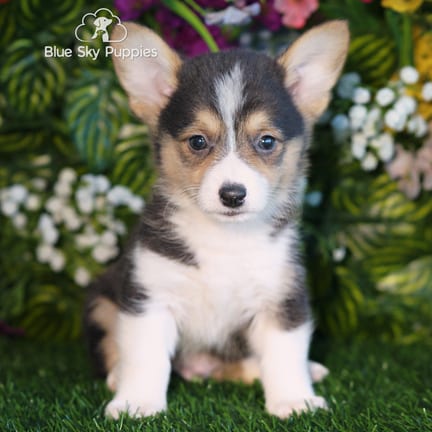 Pembroke Welsh Corgi puppy named Gerald