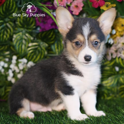 Pembroke Welsh Corgi puppy named Gerald