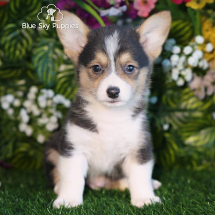 Pembroke Welsh Corgi puppy named Gerald