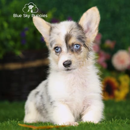 Pembroke Welsh Corgi puppy named Waynoka