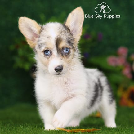 Pembroke Welsh Corgi puppy named Waynoka