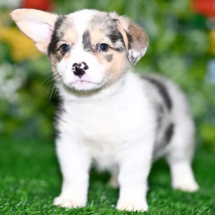 Pembroke Welsh Corgi puppy named Maple