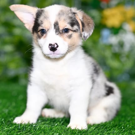 Pembroke Welsh Corgi puppy named Maple