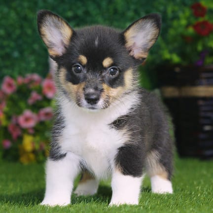 Pembroke Welsh Corgi puppy named Gracie