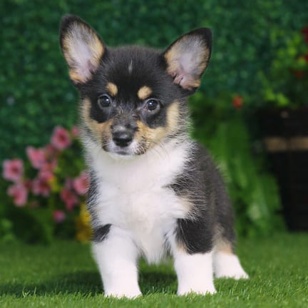 Pembroke Welsh Corgi puppy named Gracie