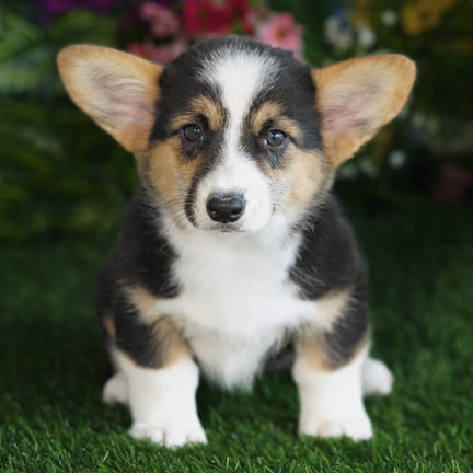 Pembroke Welsh Corgi puppy named Vicky
