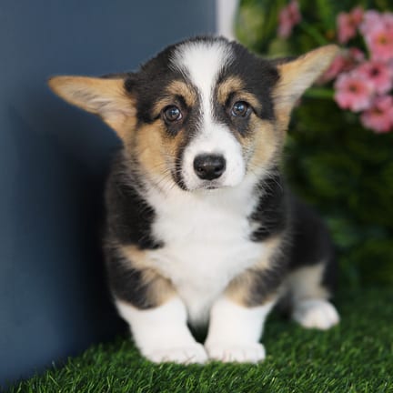Pembroke Welsh Corgi puppy named Vicky