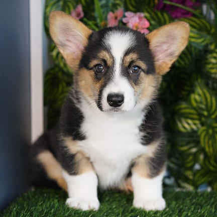 Pembroke Welsh Corgi puppy named Vicky