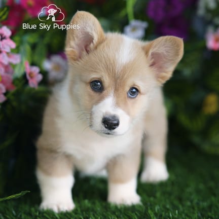 Pembroke Welsh Corgi puppy named Leia