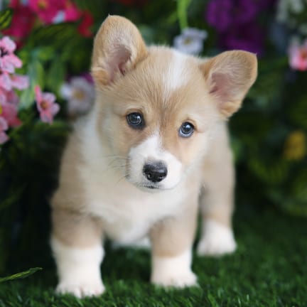 Pembroke Welsh Corgi puppy named Leia