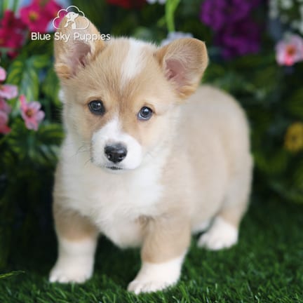 Pembroke Welsh Corgi puppy named Leia