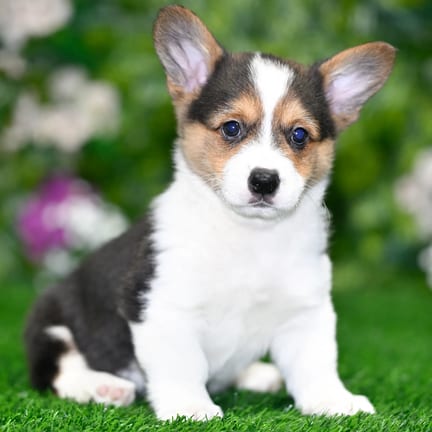 Pembroke Welsh Corgi puppy named Hailey