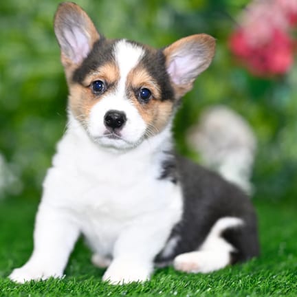 Pembroke Welsh Corgi puppy named Hailey