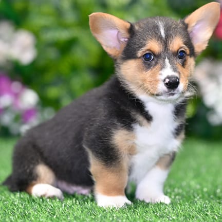 Pembroke Welsh Corgi puppy named Mickey