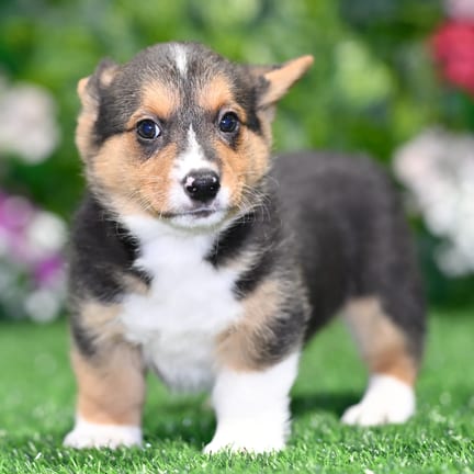 Pembroke Welsh Corgi puppy named Mickey