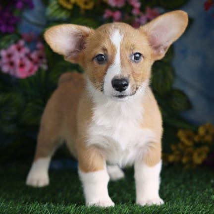 Pembroke Welsh Corgi puppy named Hart