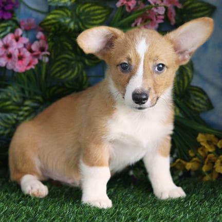 Pembroke Welsh Corgi puppy named Hart