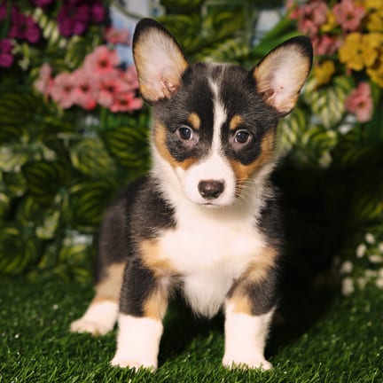 Pembroke Welsh Corgi puppy named Hart