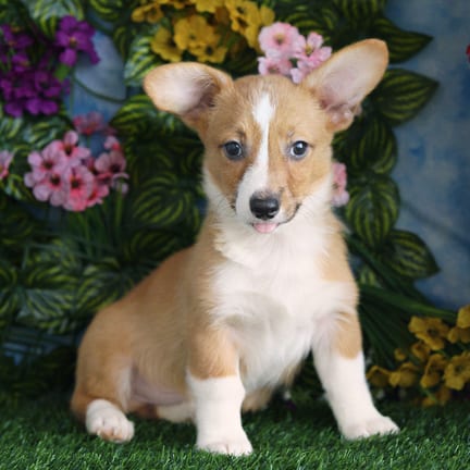 Pembroke Welsh Corgi puppy named Hart