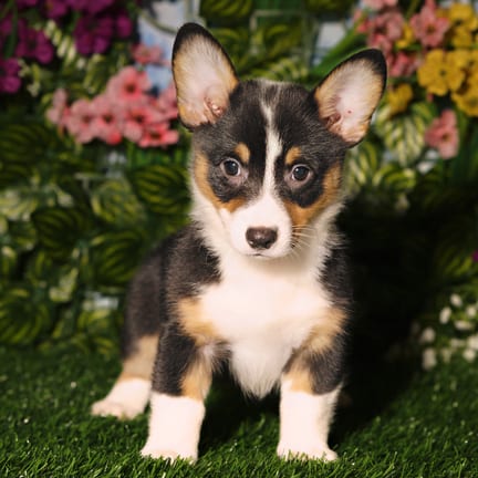 Pembroke Welsh Corgi puppy named Hart