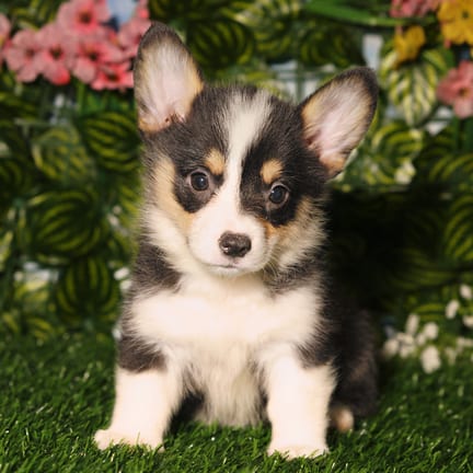 Pembroke Welsh Corgi puppy named Hart