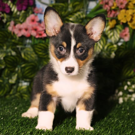 Pembroke Welsh Corgi puppy named Hart