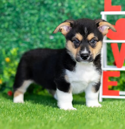 Pembroke Welsh Corgi puppy named Samson